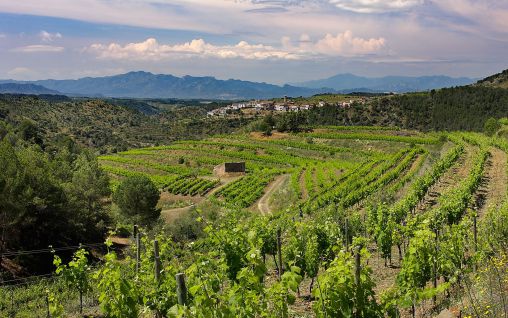 Immagine Clos Figueras, Priorat - Tarragona