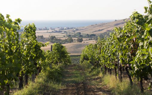 Immagine Agriturismo Dattilo - Strongoli, Crotone